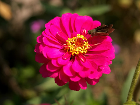 百日菊和中华谷弄蝶