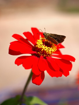 红色百日菊和中华褐弄蝶