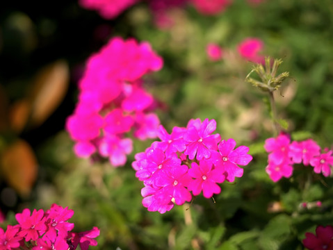 红色美女樱花