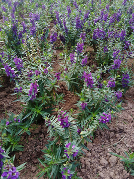 香彩雀 紫色花 花海 熏衣花