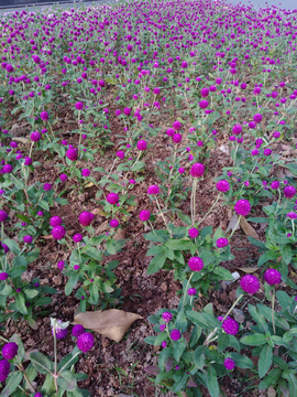 千日红 花球 紫花球 花朵
