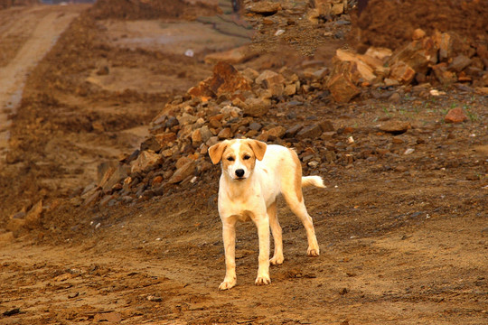 中华田园犬