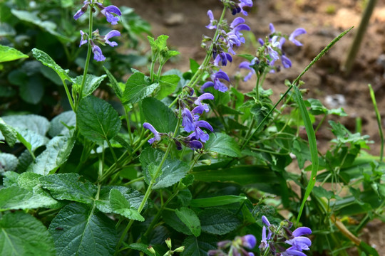 丹参种植基地