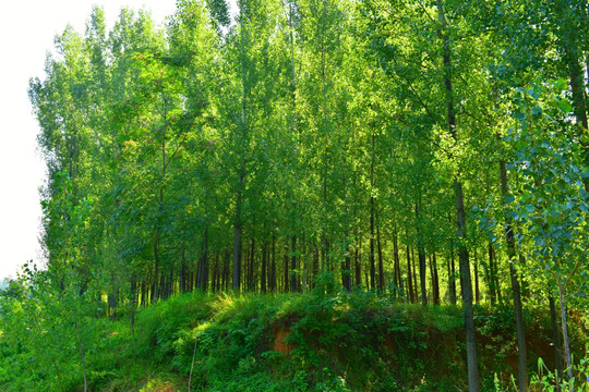 绿色小树林