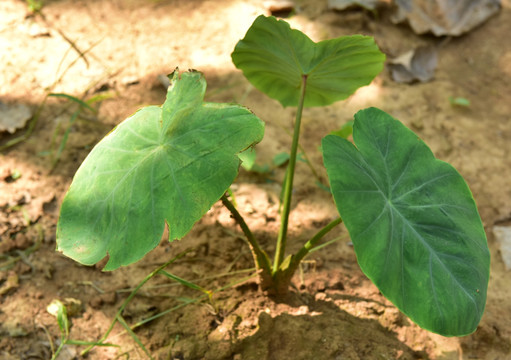 芋头种植