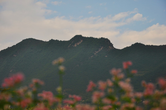 山顶野花