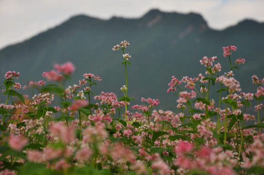 山顶野花