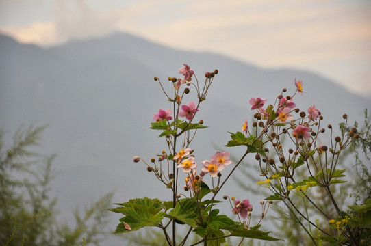 山顶野花