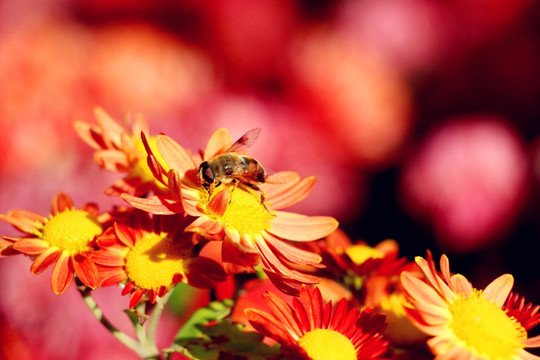 深秋残花中的蜜蜂