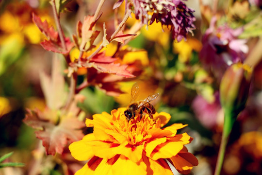 深秋残花中的蜜蜂