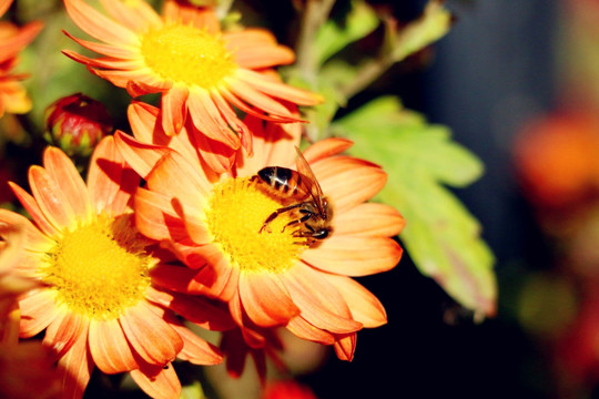 花丛中忙碌的蜜蜂