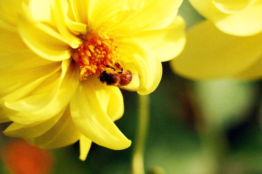 大丽花蕊中的蜜蜂