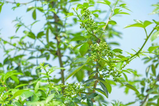 花椒树高清图