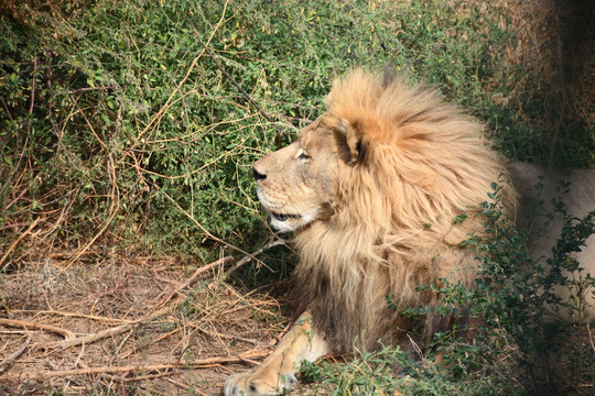 非洲狮子