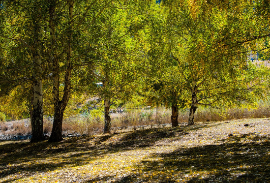 新疆可可托海秋天的白桦林