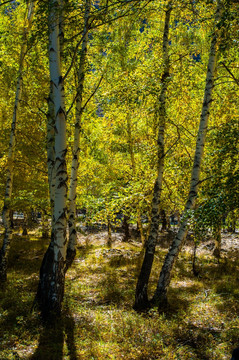 新疆可可托海秋天的白桦林