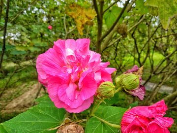 木芙蓉花