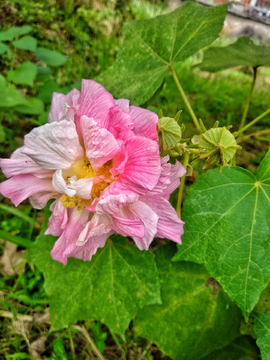 木芙蓉花