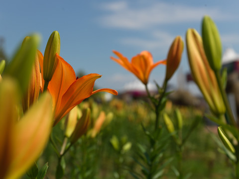 百合花