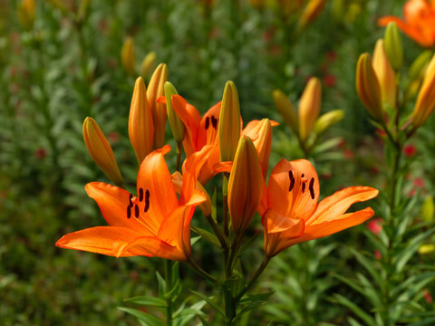 百合花