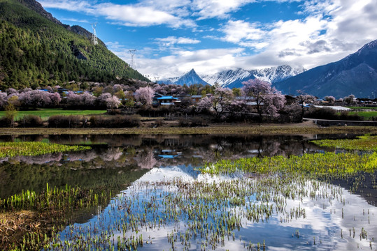 林芝桃花