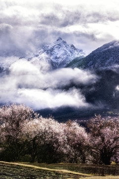 林芝桃花