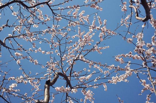 粉色桃花开