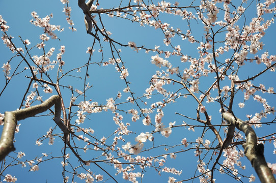 桃花林
