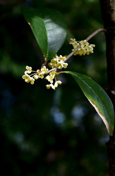 桂花