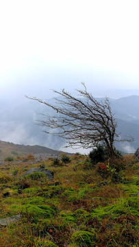 浙江宁波宁海风光茶山磨柱峰风光