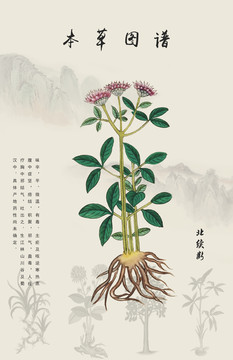 北續(xù)斷