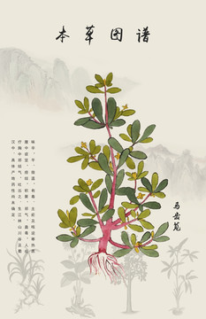 馬齒莧