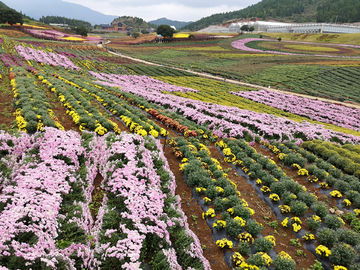 菊花 花海