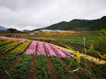 菊花 花海