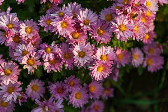 重阳菊花艳