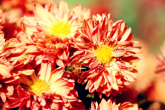 深秋的蜜蜂