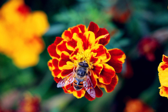 万寿菊花丛中的蜜蜂