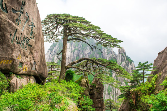 黄山奇松