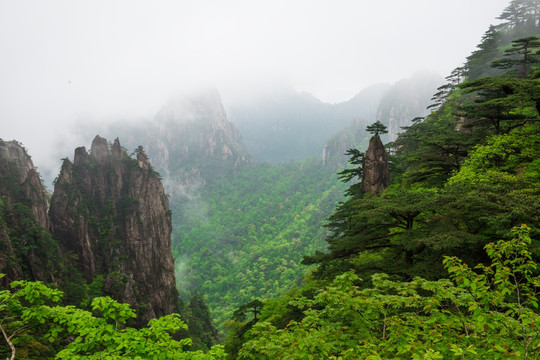 黄山云雾