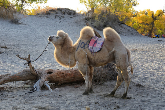 额济纳胡杨林中的骆驼