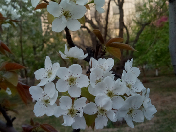 梨花