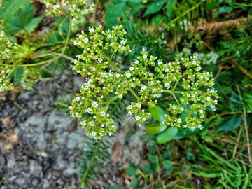 败酱草花