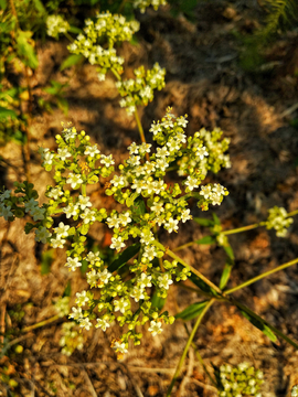 败酱草花