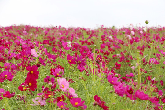 格桑花