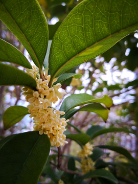 桂花树