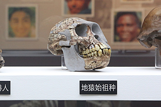 地猿始祖种头骨