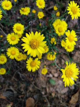 野菊花