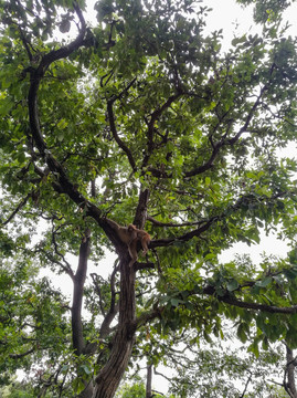 树上的猕猴