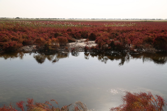 东营黄河口生态旅游区