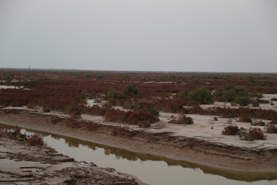 东营黄河口生态旅游区